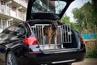 hondenkooi_dienst2